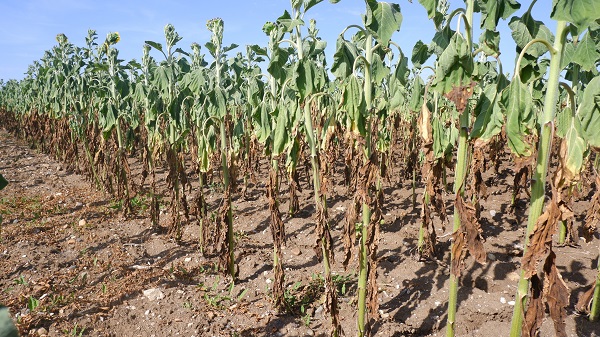 Foto - Çiftçinin keyfi kaçtı! Hasat bile yapılamayacak