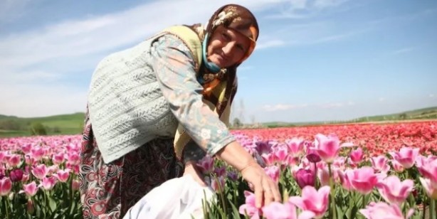 Foto - Çiftçinin yaptığı şok etti! Bir koydu iki aldı