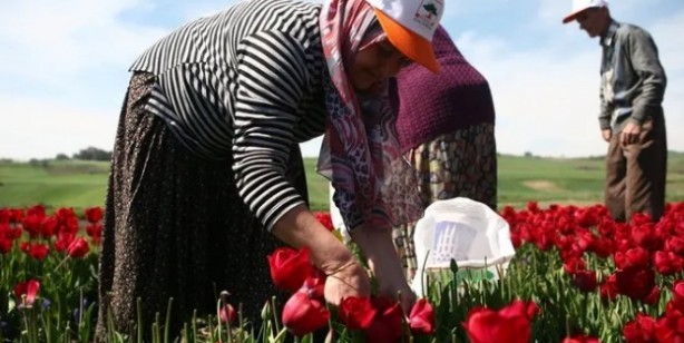 Foto - Çiftçinin yaptığı şok etti! Bir koydu iki aldı