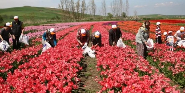 Foto - Çiftçinin yaptığı şok etti! Bir koydu iki aldı