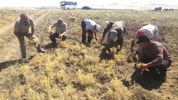Foto - Çiftçinin yüzünü güldüren alımlar