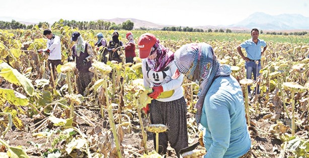 Foto - Çiftçinin yüzünü güldüren alımlar