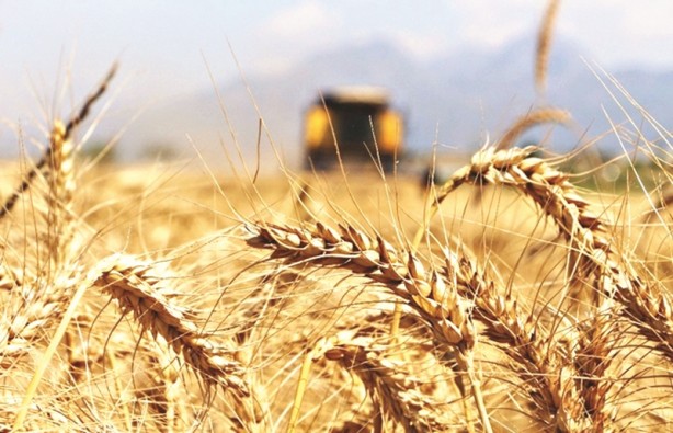 Foto - Çiftçinin yüzünü güldüren alımlar
