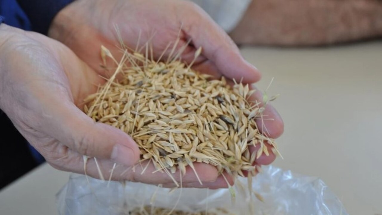 Foto - Çiftçiye altın hediye edildi! Susuz tarlada ilk hasat yapıldı