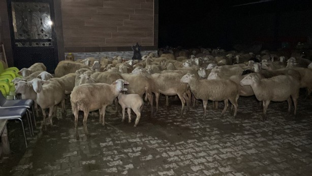 Foto - Çiftlik alev alev yandı! Hayvanlar son anda kurtarıldı