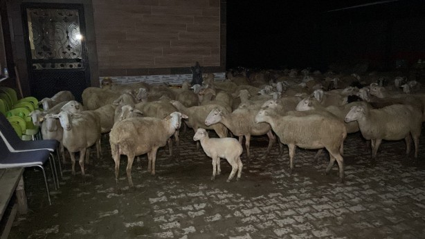 Foto - Çiftlik alev alev yandı! Hayvanlar son anda kurtarıldı