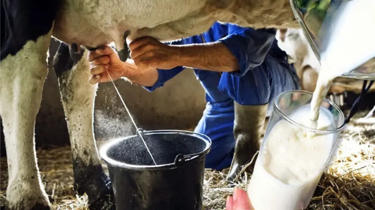 Foto - Çiğ süte karşı sert uyarı: İçenler dikkat! Bu kişiler risk altında! Kuş gribine sebep olabiliyor