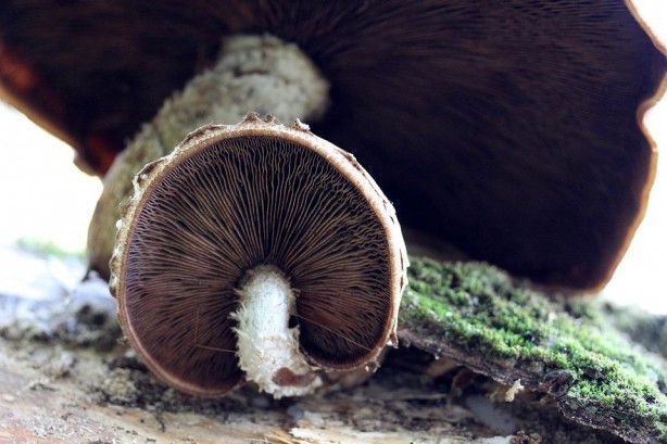 Foto - Çiğ yenmemesi gereken 10 besin