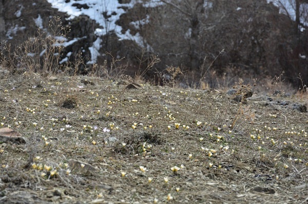 Foto - Çiğdemler açtı, bozkır renklendi
