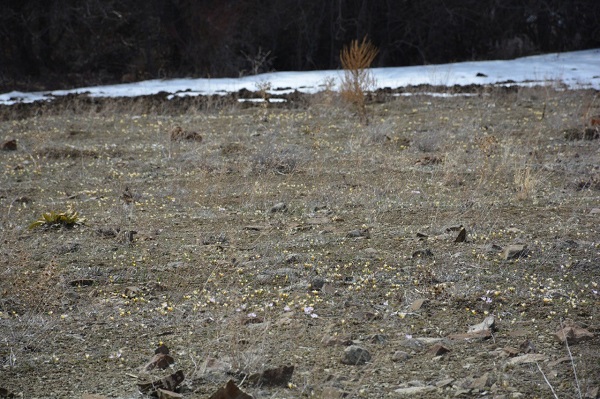 Foto - Çiğdemler açtı, bozkır renklendi