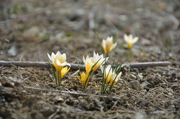 Foto - Çiğdemler açtı, bozkır renklendi