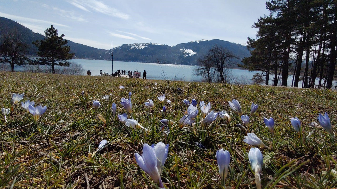 Çiğdemler ortaya çıktı! Abant’ta doğa renk değiştiriyor