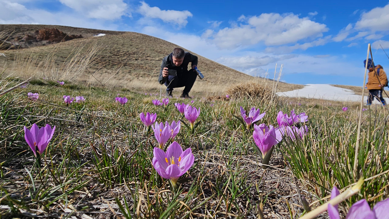 Çiğdemlerin dansı başladı! Nemrut’ta bahar kartpostala döndü