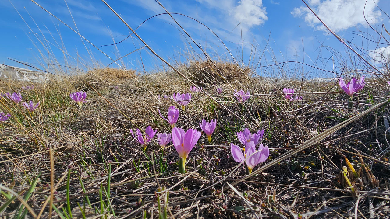 Foto - Çiğdemlerin dansı başladı! Nemrut’ta bahar kartpostala döndü