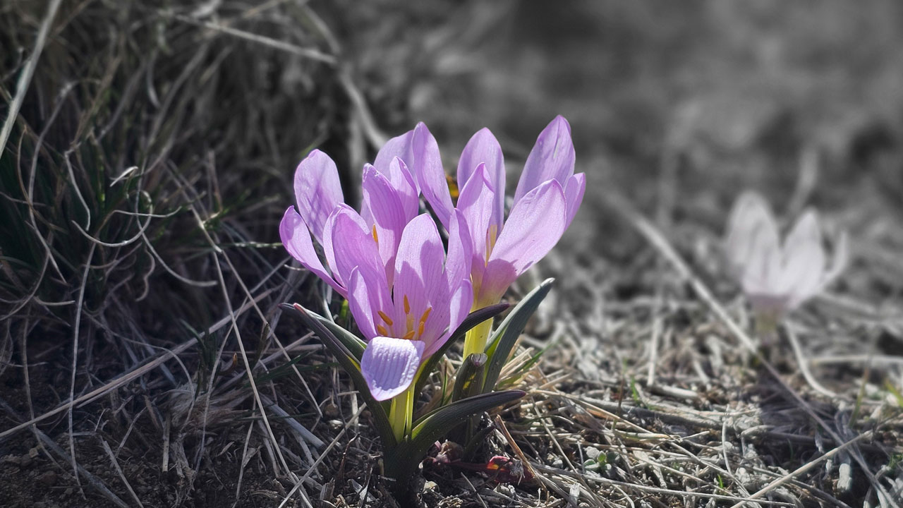 Foto - Çiğdemlerin dansı başladı! Nemrut’ta bahar kartpostala döndü