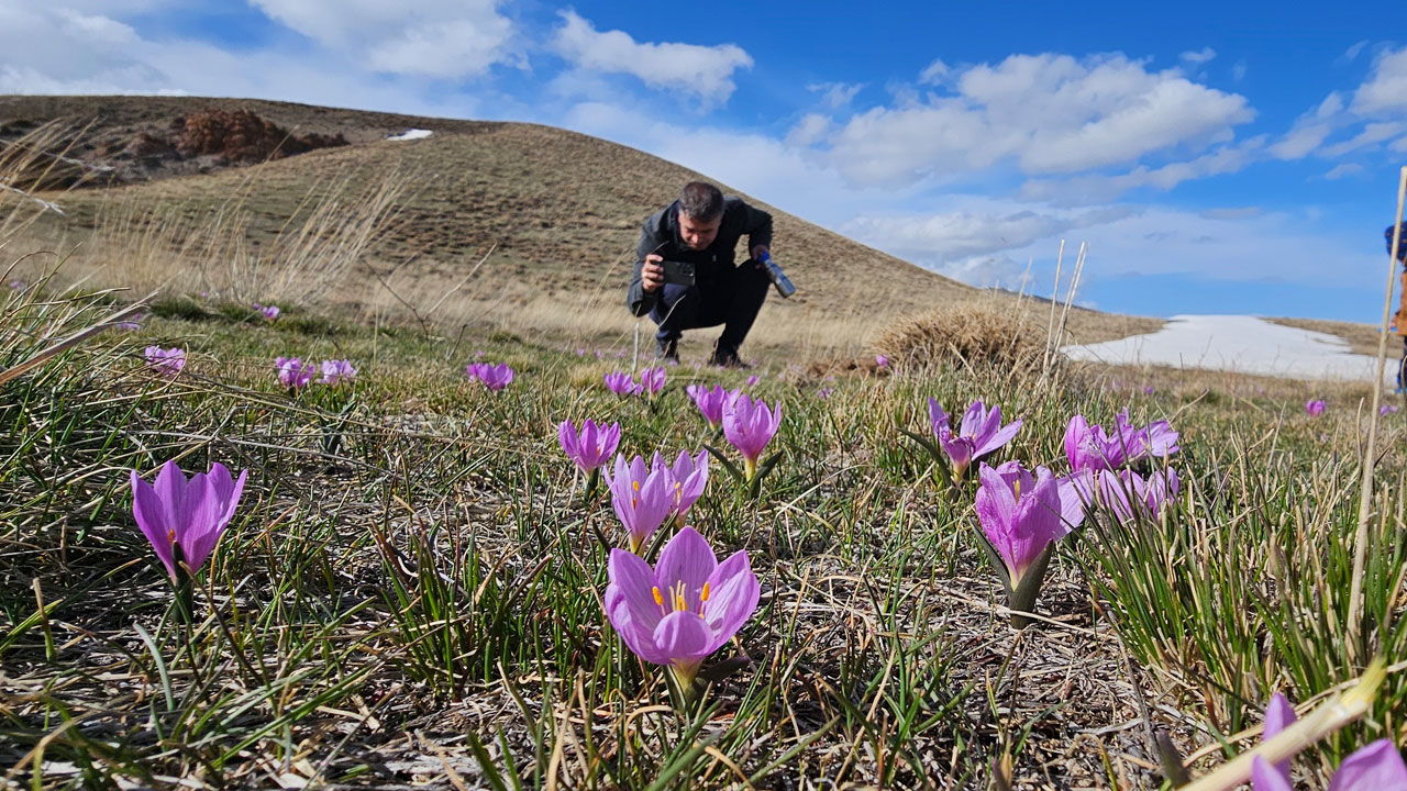 Foto - Çiğdemlerin dansı başladı! Nemrut’ta bahar kartpostala döndü