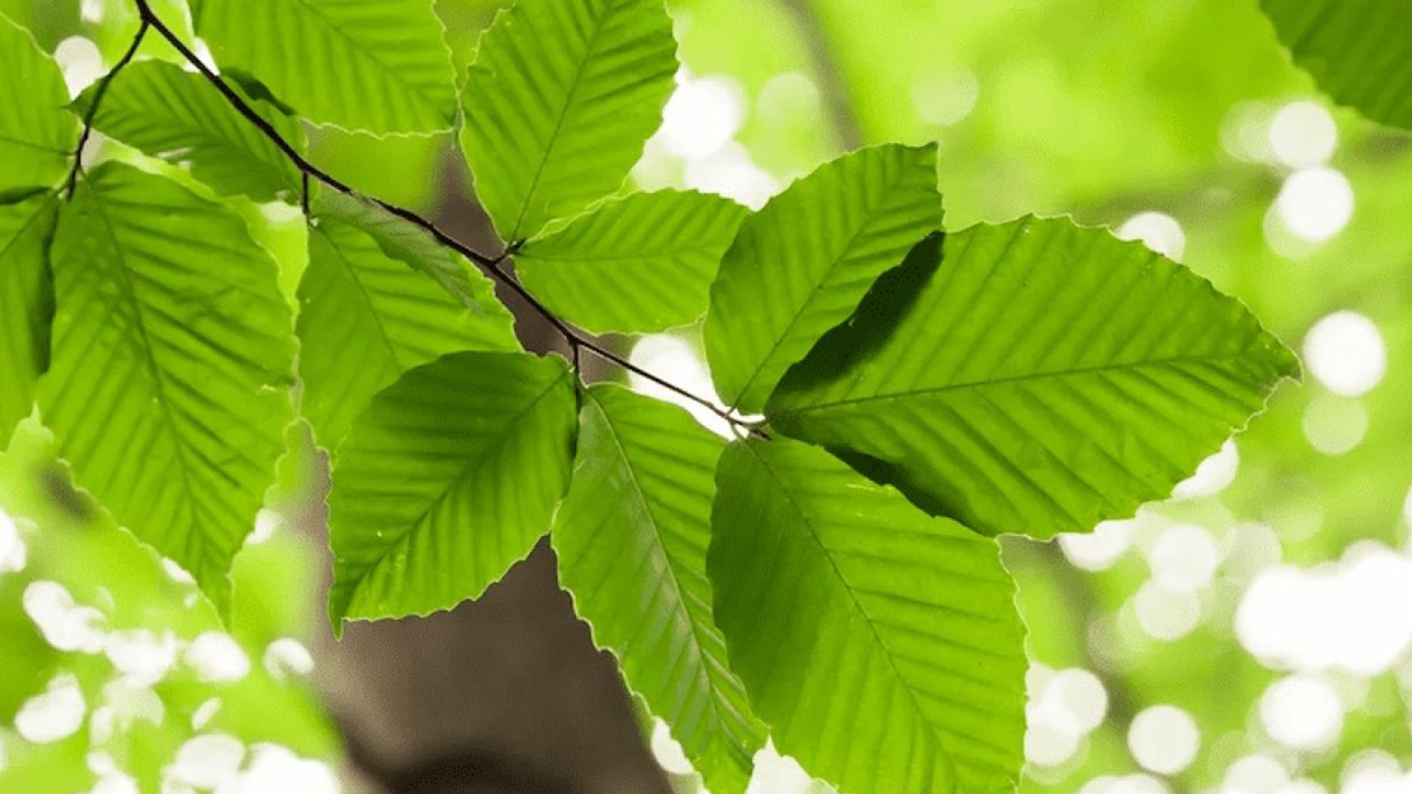 Foto - Çığır açacak buluş! Yüksek elektrik faturalarına artık son: Elektrik üreten bitki keşfedildi