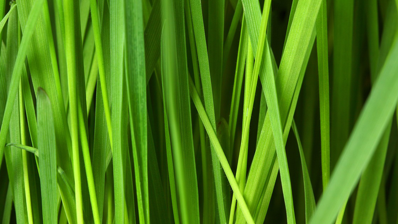 Foto - Çığır açacak buluş! Yüksek elektrik faturalarına artık son: Elektrik üreten bitki keşfedildi