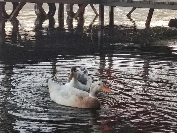 Foto - Çıldır Gölü'nde hayran bırakan manzara