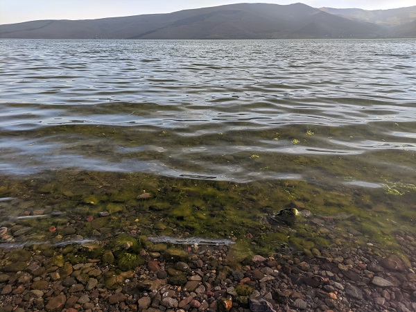 Foto - Çıldır Gölü’nde ortaya çıktı! Bu yosun tehlike saçıyor