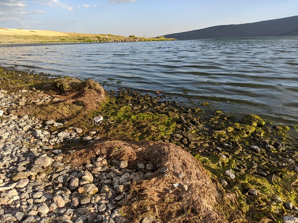 Foto - Çıldır Gölü’nde ortaya çıktı! Bu yosun tehlike saçıyor