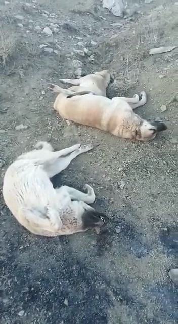 Çileden çıkartan görüntü! Sokak köpeklerini zehirleyip topluca öldürdüler