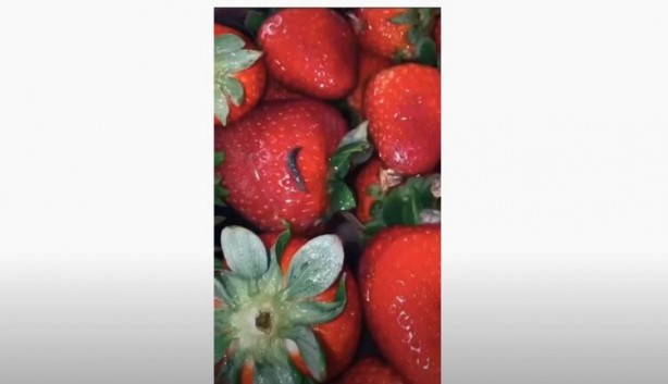 Foto - Çileğin içinden çıkanlar şoke etmişti... Gıda uzmanı gerçeği açıkladı!