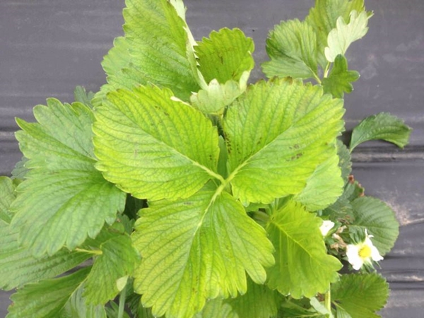 Foto - Çileğin yaprağını ıslatarak bekletin...