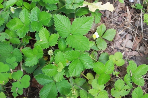 Foto - Çileğin yaprağını ıslatarak bekletin...