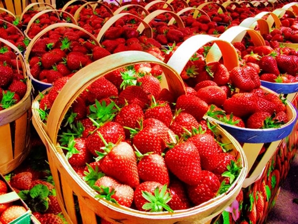 Foto - Çileğin yaprağını ıslatarak bekletin...