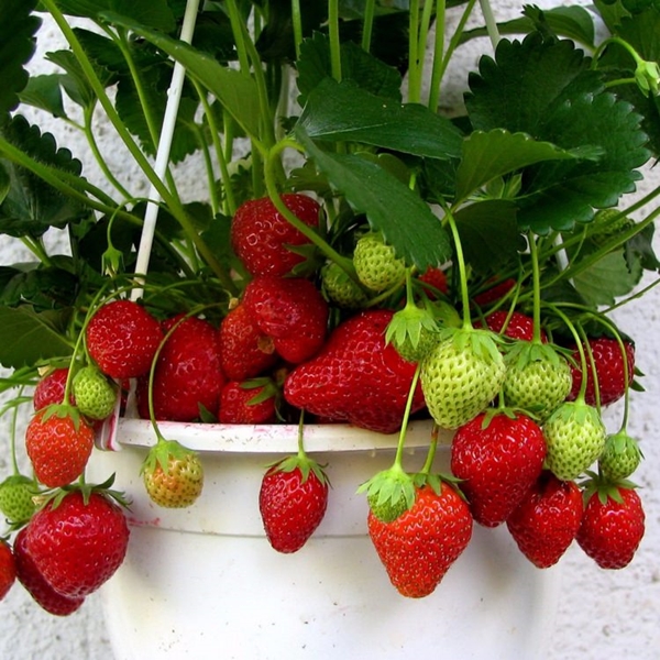 Foto - Çileğin yaprağını ıslatarak bekletin...