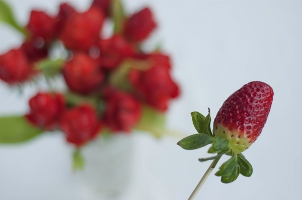 Foto - Çileğin yaprağını ıslatarak bekletin...