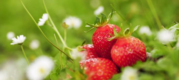 Foto - Çileğin yaprağını ıslatarak bekletin...