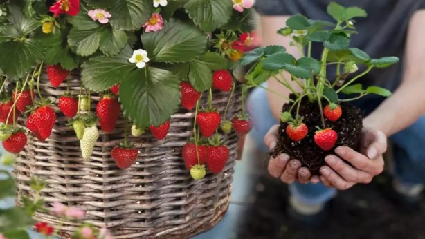 Foto - Çilek 572 liradan satılmaya başlandı! Hadi Sol medya bunu yazın