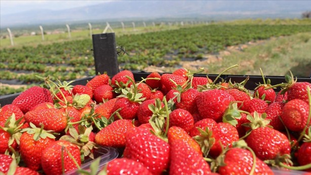 Foto - Çilek 572 liradan satılmaya başlandı! Hadi Sol medya bunu yazın