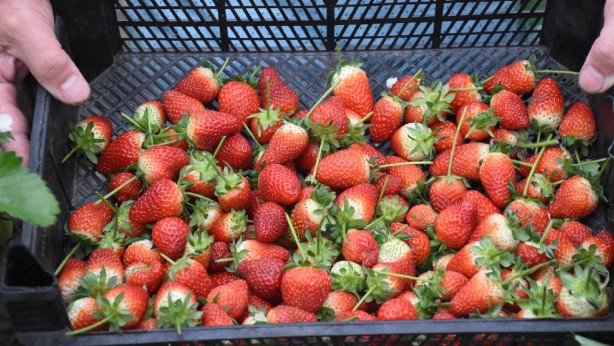 Foto - Çilek 572 liradan satılmaya başlandı! Hadi Sol medya bunu yazın