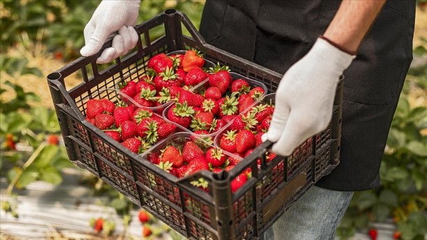 Foto - Çilek 572 liradan satılmaya başlandı! Hadi Sol medya bunu yazın
