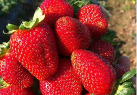 Foto - Çilek 572 liradan satılmaya başlandı! Hadi Sol medya bunu yazın