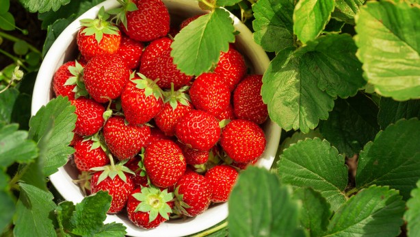 Foto - Çilek 572 liradan satılmaya başlandı! Hadi Sol medya bunu yazın