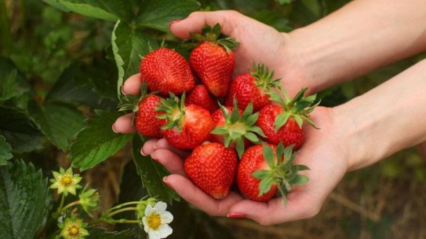 Foto - 'Çilek yaprağı yenir mi' demeyin! Zehirli değilmiş, böbrek taşlarını tek tek atıyor