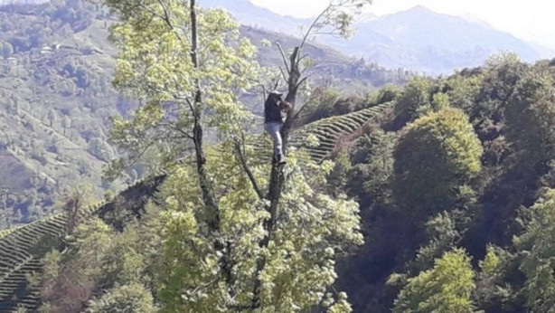 Foto - Çılgın Rizeli! 70 metrelik ağaçlara tırmanıp...