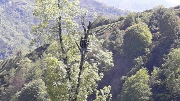 Foto - Çılgın Rizeli! 70 metrelik ağaçlara tırmanıp...