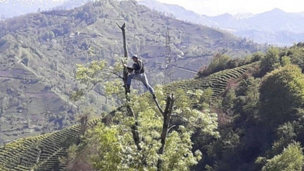 Foto - Çılgın Rizeli! 70 metrelik ağaçlara tırmanıp...