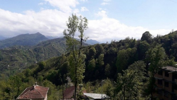 Foto - Çılgın Rizeli! 70 metrelik ağaçlara tırmanıp...