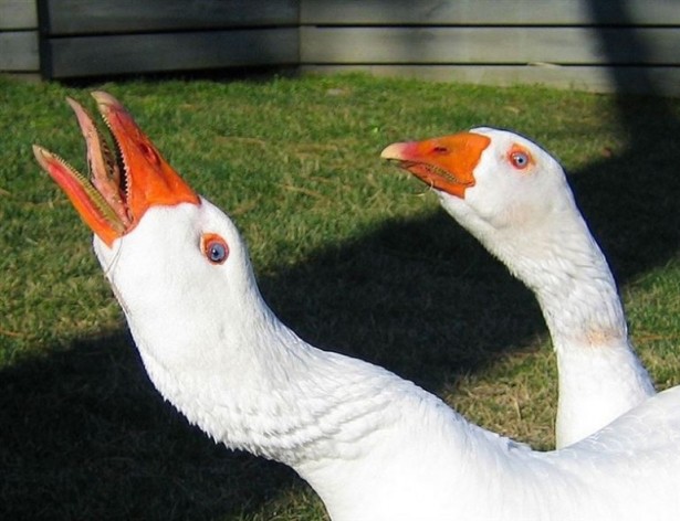 Foto - Çin hakkında bilmediğiniz şaşırtıcı gerçekler