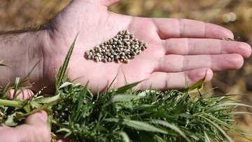 Foto - Çin, Amerikan ve Alman devleri Türkiye'ye ondan almaya geldi! Kastamonu'na resmen kamp kurdular