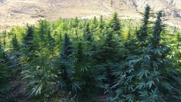 Foto - Çin, Amerikan ve Alman devleri Türkiye'ye ondan almaya geldi! Kastamonu'na resmen kamp kurdular