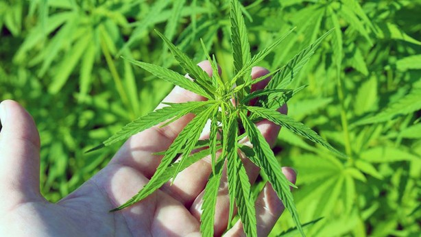 Foto - Çin, Amerikan ve Alman devleri Türkiye'ye ondan almaya geldi! Kastamonu'na resmen kamp kurdular