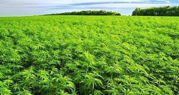 Foto - Çin, Amerikan ve Alman devleri Türkiye'ye ondan almaya geldi! Kastamonu'na resmen kamp kurdular