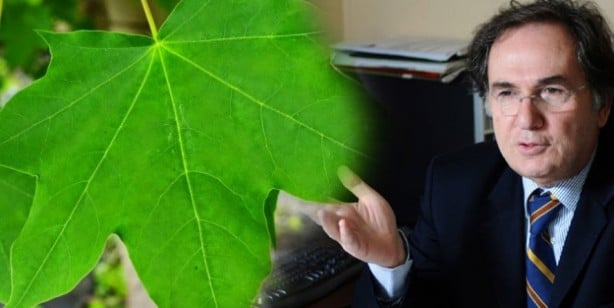 Foto - Çınar yaprağı kaynatıp içerseniz! Diz ağrısına şifa, kemik erimesine ilaç oluyor